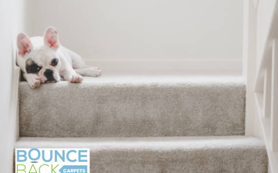 How Often Should You Clean Your Carpets? A Guide by Bounce Back Carpets