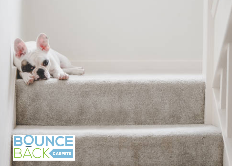 How Often Should You Clean Your Carpets? A Guide by Bounce Back Carpets